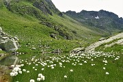 39 Bianchi eriofori al Laghetto di Varrobbio (2272 m)